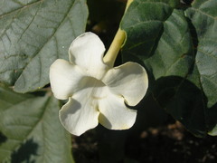 Rogeria longiflora