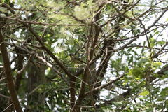 Cinnyris nectarinioides