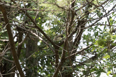 Cinnyris nectarinioides