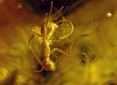 Prenolepis henschei