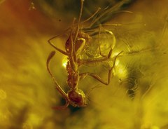 Prenolepis henschei