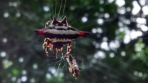 Oriental Spiny Orb-weaver photo 5