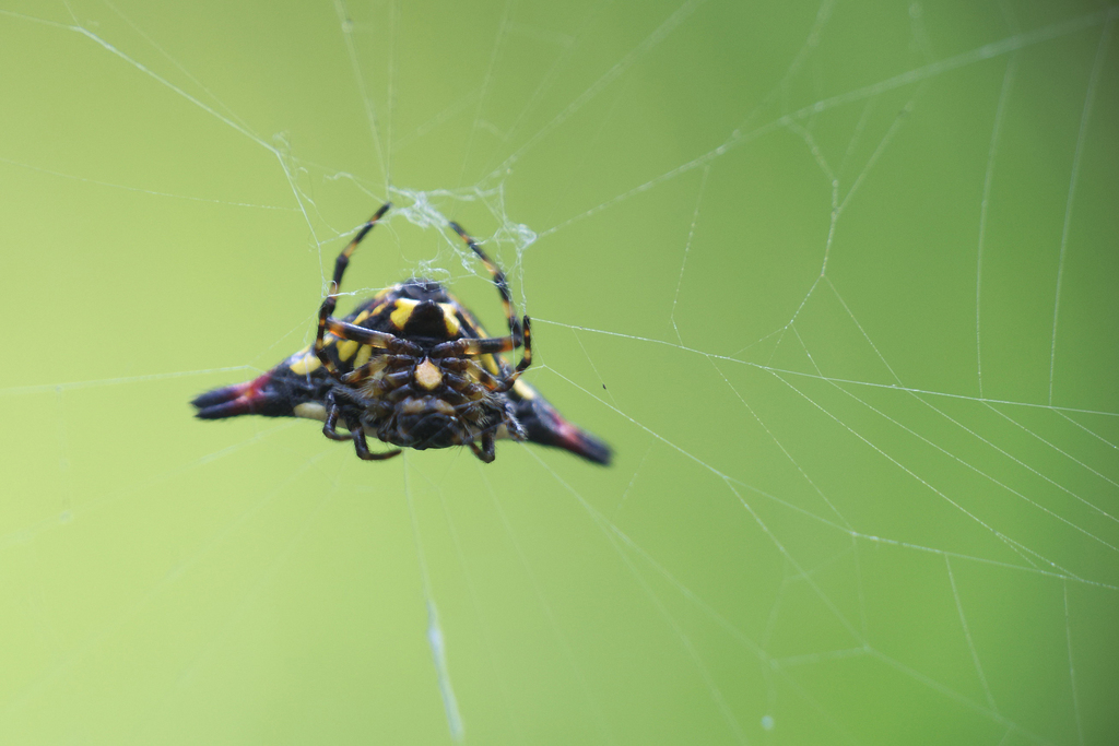 Oriental Spiny Orb-weaver