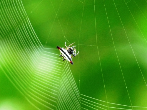 Oriental Spiny Orb-weaver photo 4