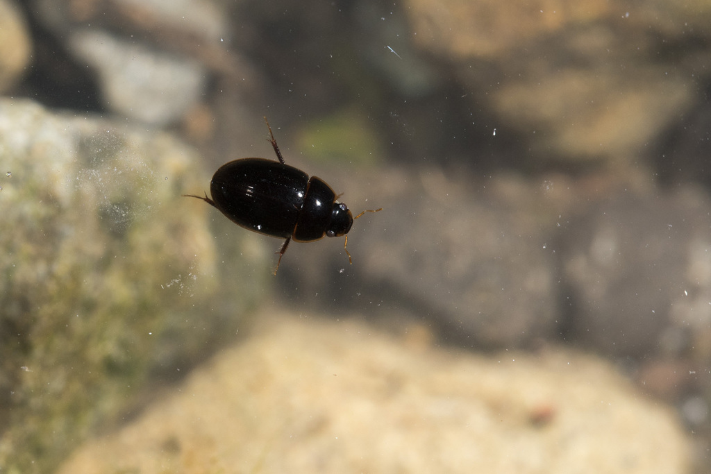 Chasmogenus