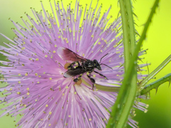 Frieseomelitta nigra