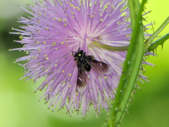 Frieseomelitta nigra