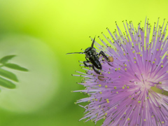 Frieseomelitta nigra