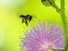 Frieseomelitta nigra