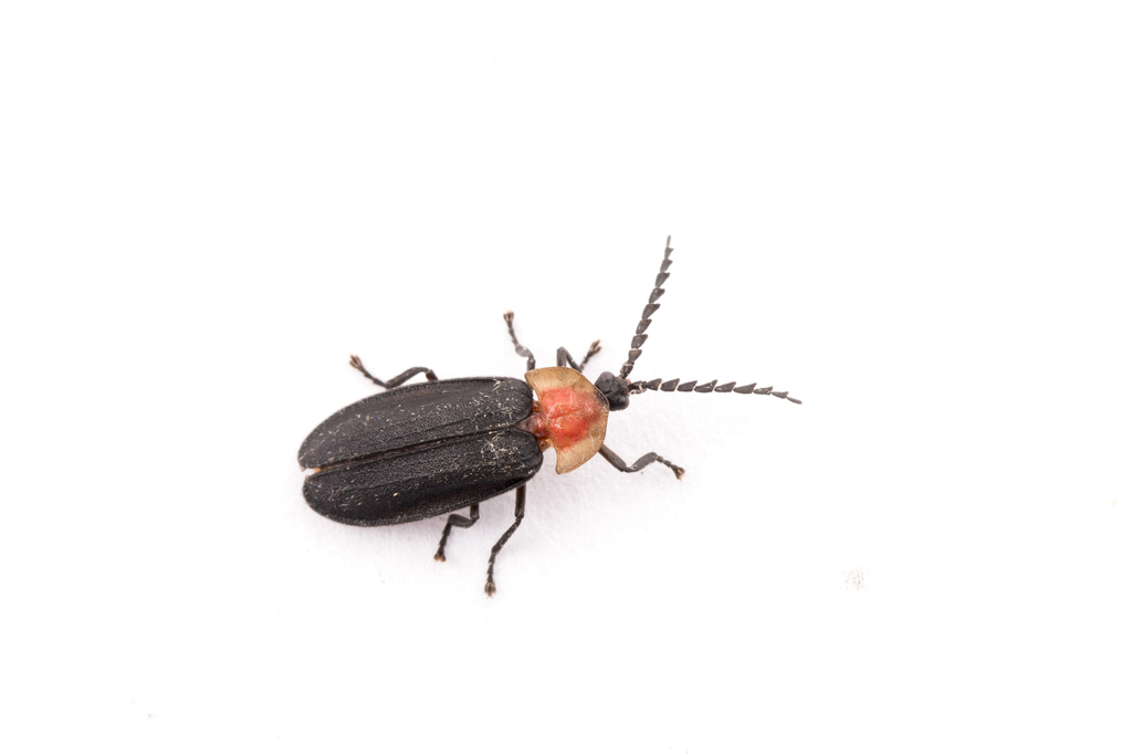 Vesta rufiventris