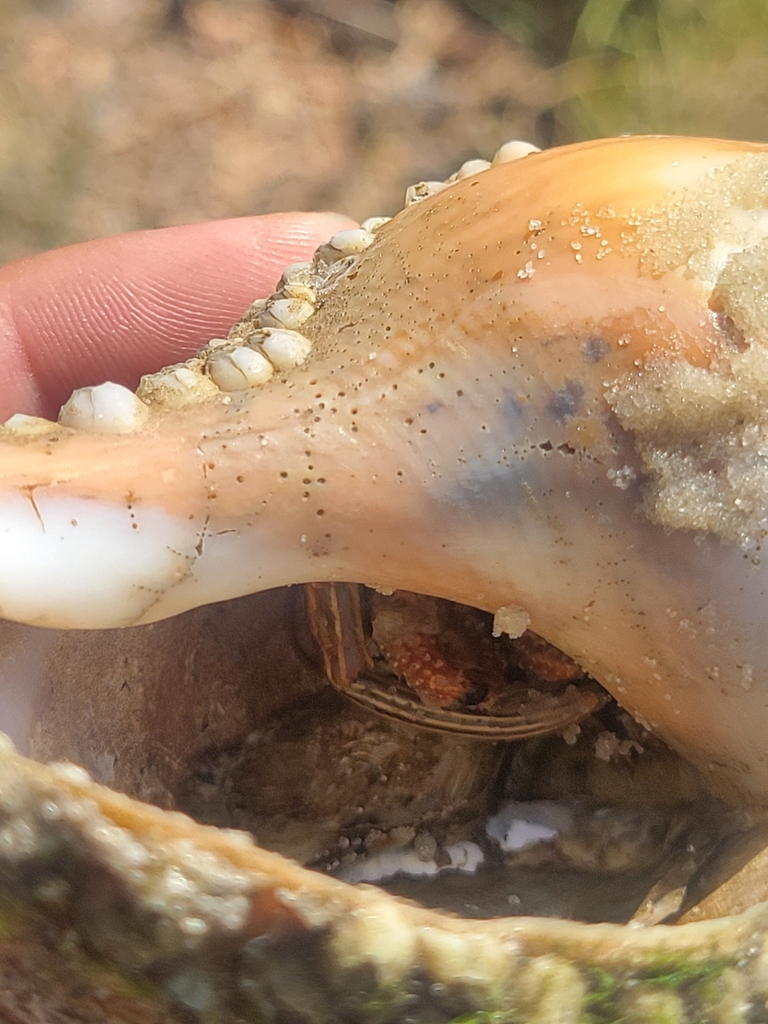 Thinstripe Hermit Crab from Carolina Beach, NC 28428, USA on June 24 ...