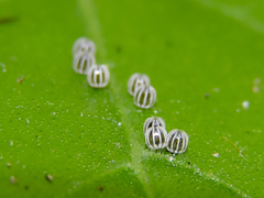 Colobura dirce dirce