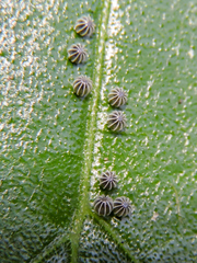 Colobura dirce dirce