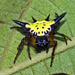 Hasselt's Spiny Spider - Photo (c) Vijay Anand Ismavel, some rights reserved (CC BY-NC-SA)
