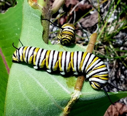 Monarch photographed in Michigan