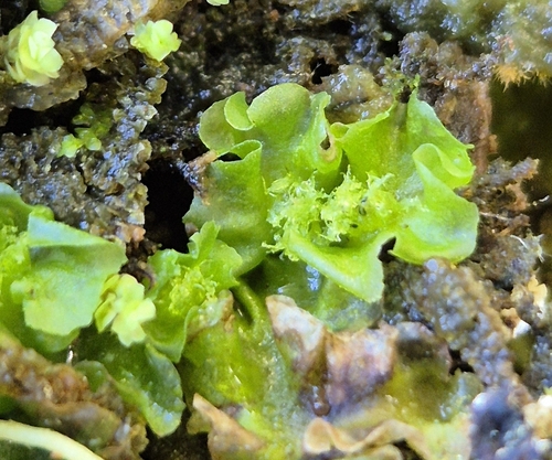Moerckia flotoviana, 2025-07-19