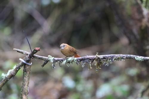 White-browed Spinetail (Hellmayrea gularis), photo 8