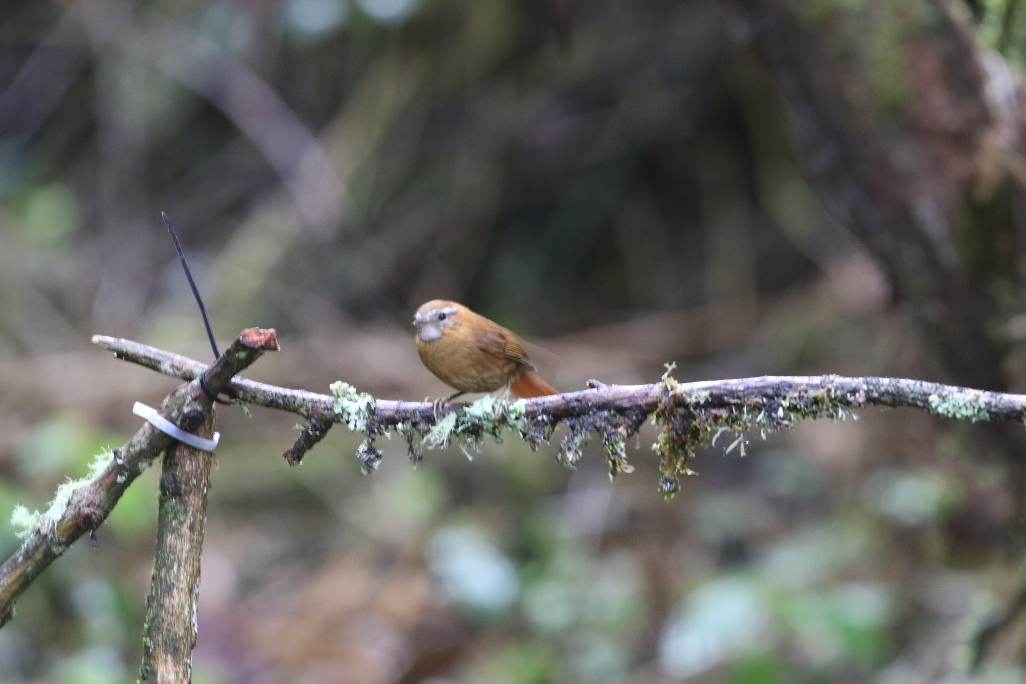 White-browed Spinetail (Hellmayrea gularis), photo 10