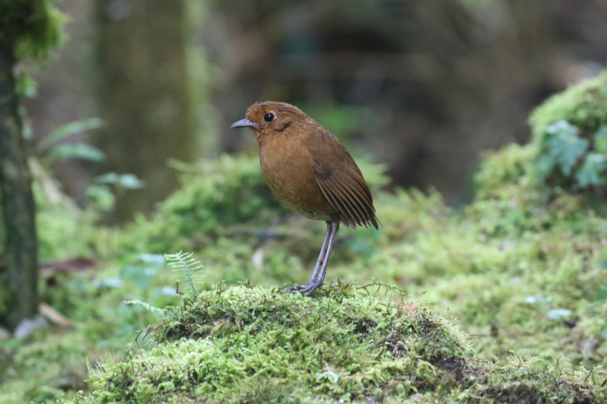 Equatorial Antpitta (Grallaria saturata), photo 9