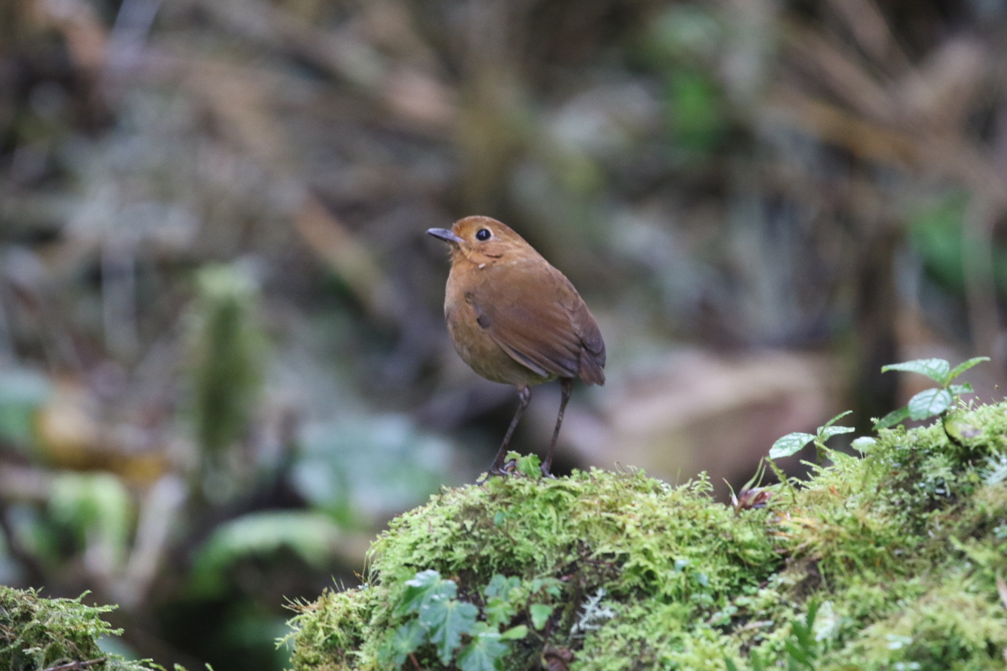 Equatorial Antpitta (Grallaria saturata), photo 10
