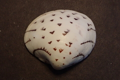 Lioconcha hieroglyphica