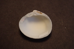 Lioconcha hieroglyphica