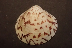 Lioconcha castrensis