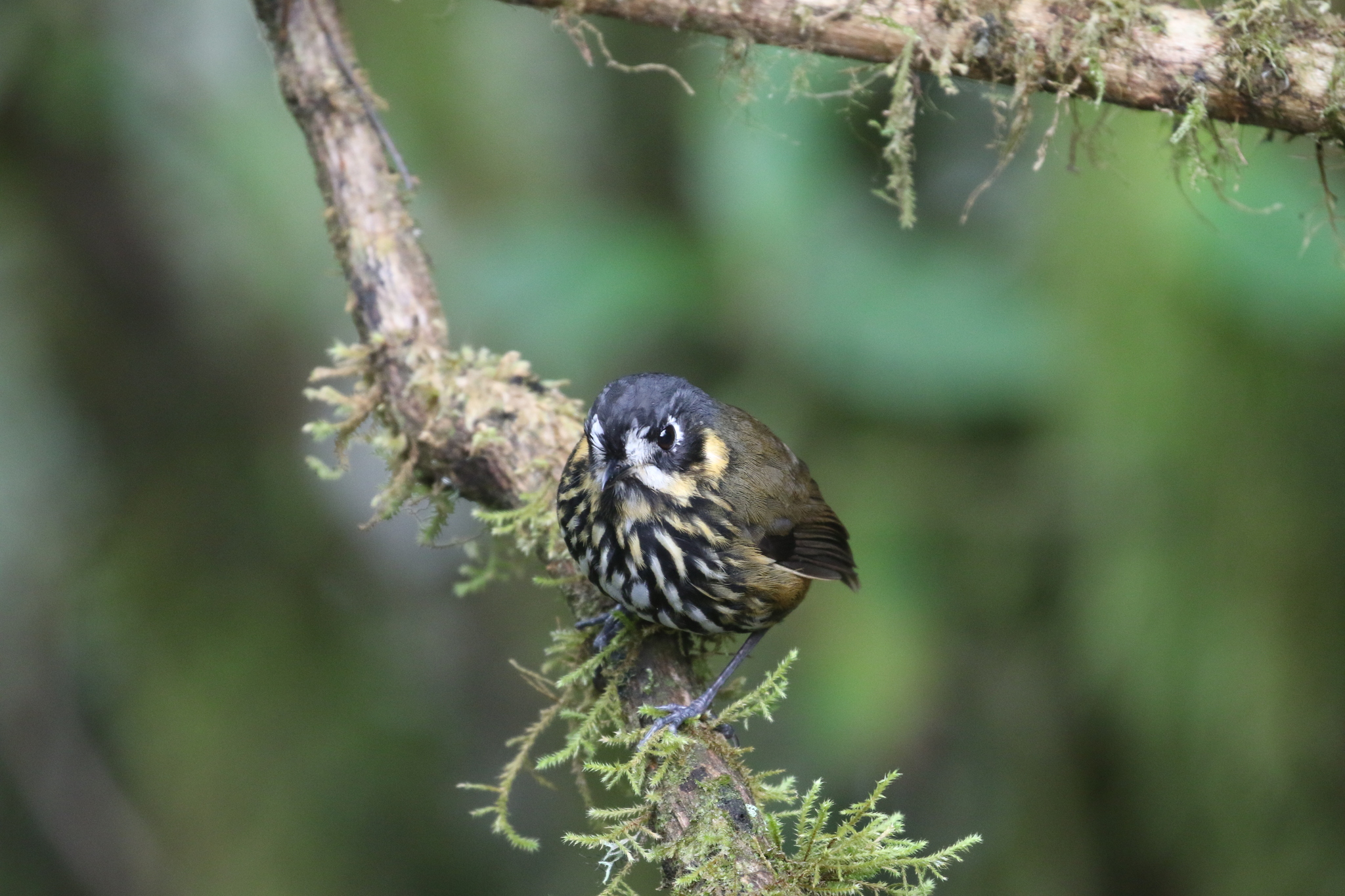 Crescent-faced Antpitta (Grallaricula lineifrons), photo 10