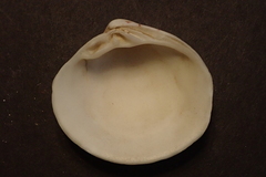 Lioconcha castrensis