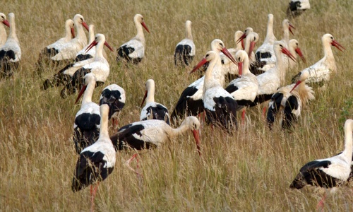 Foto de White Stork