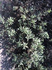 Helianthus californicus