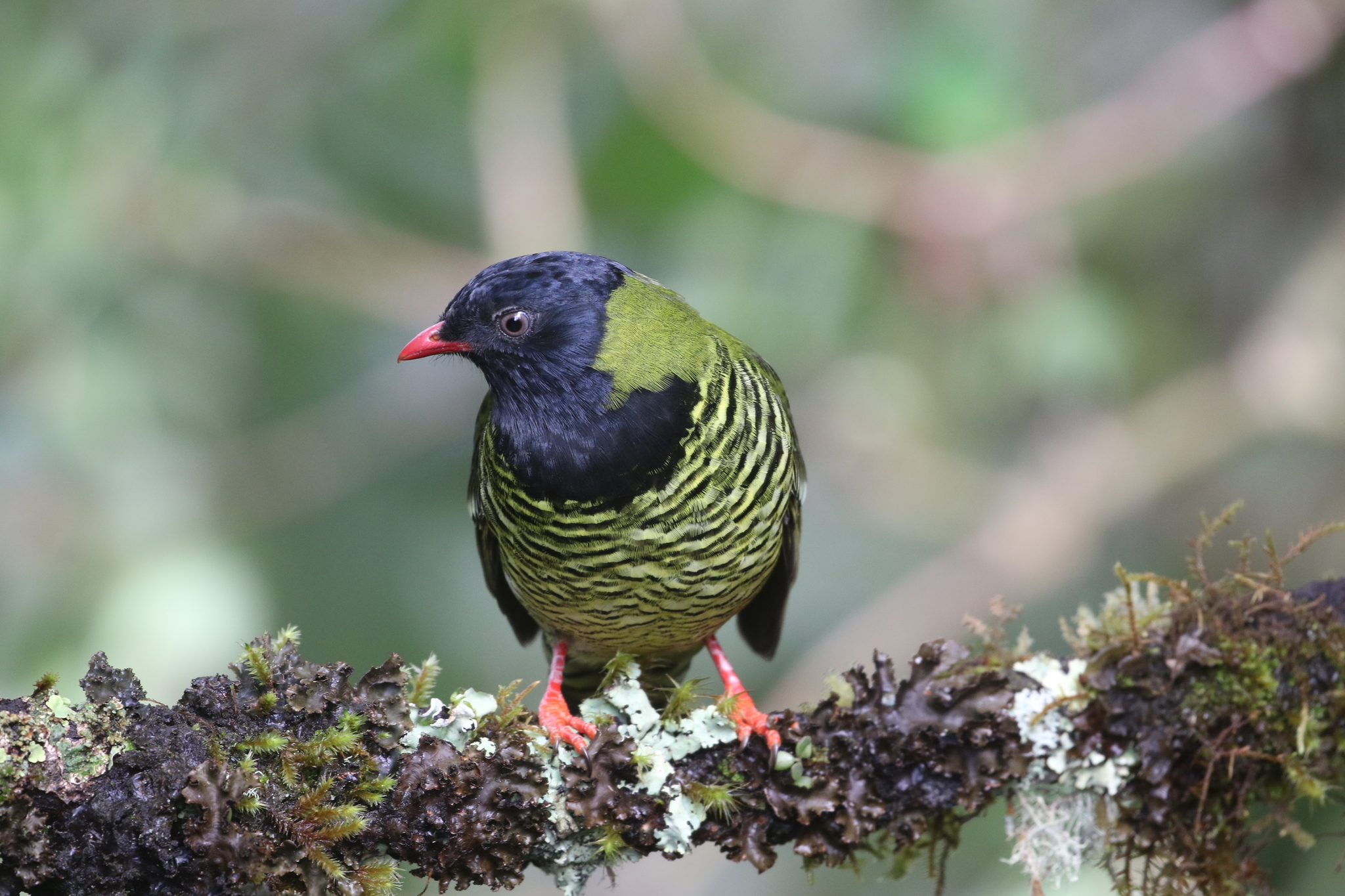 Barred Fruiteater (Pipreola arcuata), photo 10