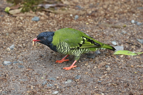 Barred Fruiteater (Pipreola arcuata), photo 10