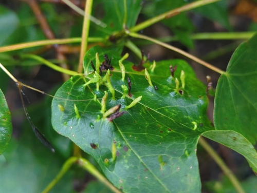 Maple Spindle Gall Mite photo 4