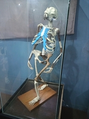 Australopithecus afarensis