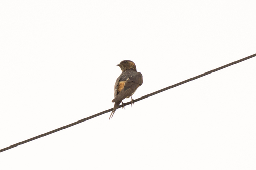 Eastern Red-rumped Swallow