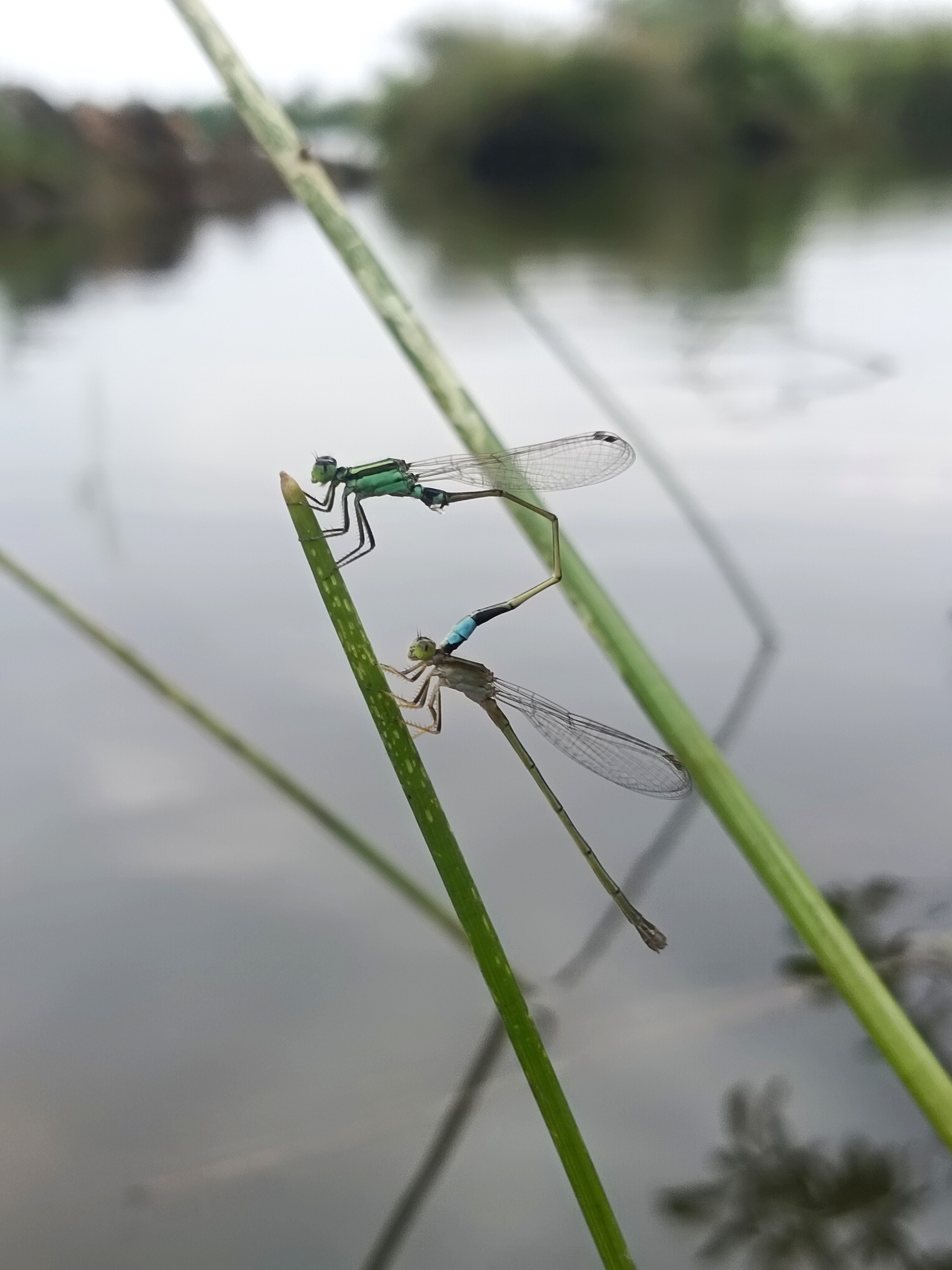 Tropical Bluetail