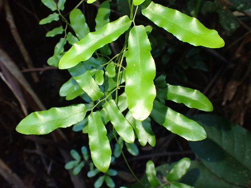 Lygodium reticulatum (Lygodium reticulatum)