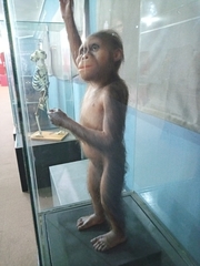 Australopithecus afarensis
