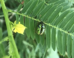Calligrapha pantherina