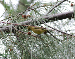 Passerina ciris