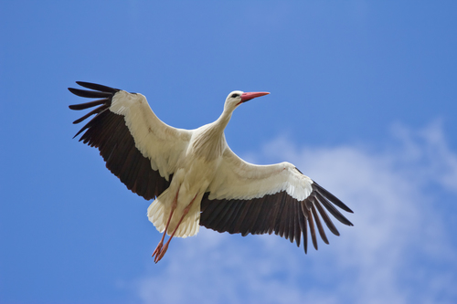 Foto de White Stork