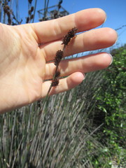 Thamnochortus spicigerus