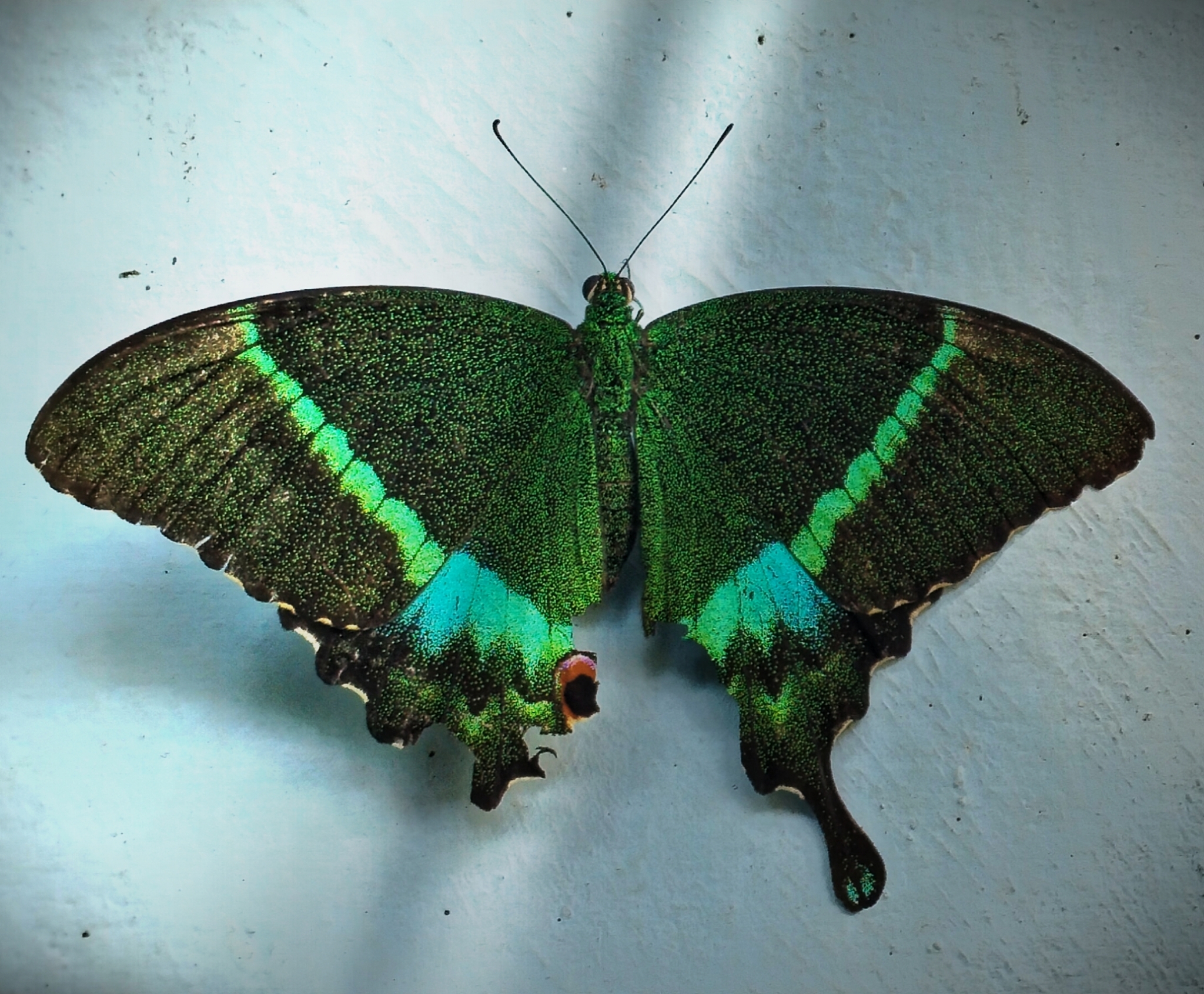 Common Banded Peacock