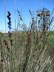 Thamnochortus spicigerus