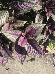 Strobilanthes auriculata dyeriana