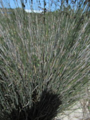 Thamnochortus spicigerus