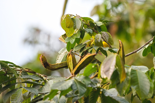 Inga insignis