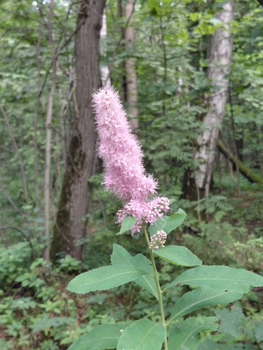 Наблюдение на iNaturalist