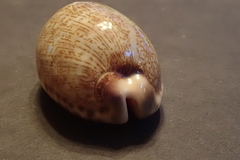 Mauritia eglantina